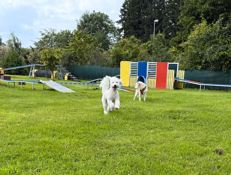 Vier Hunde unterschiedlicher Rassen tragen Geschirre und stehen auf einem blauen Wippgerät im Park.