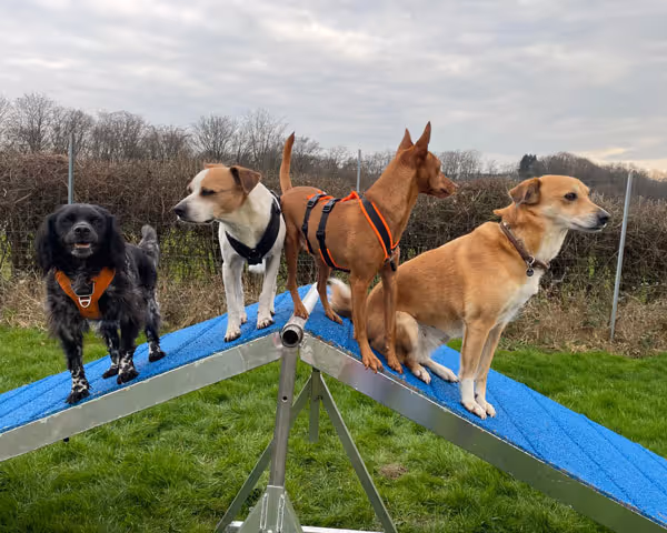 Vier Hunde unterschiedlicher Rassen tragen Geschirre und stehen auf einem blauen Wippgerät im Park.