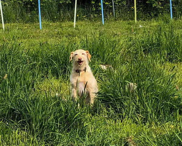 Lächender heller Hund sitzt im hohen grünen Gras draußen.