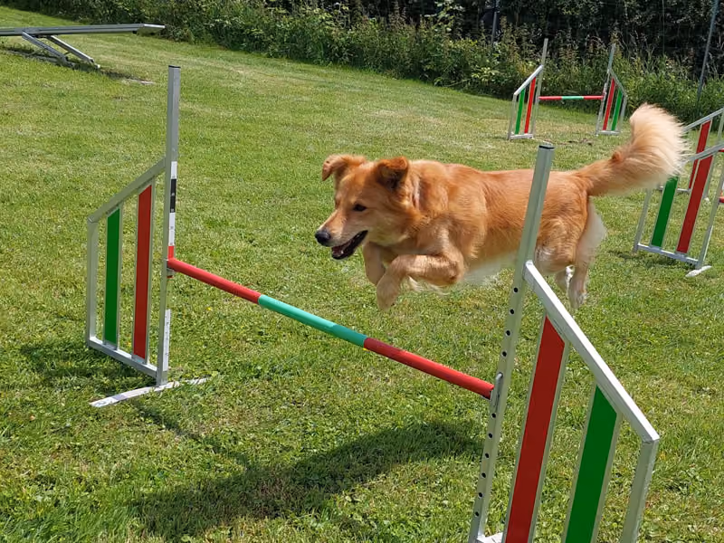 Ein brauner Hund springt über eine Agility-Hürde auf einer Graswiese.
