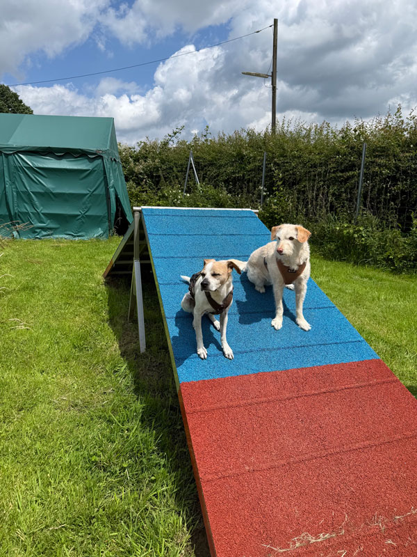 Zwei Hunde sitzen auf einer blauen und roten Rampe auf einem grasbewachsenen Feld neben einem grünen Zelt.