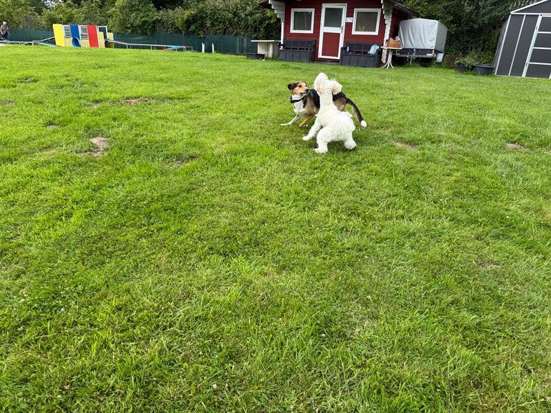 Zwei Hunde spielen auf einer großen grünen Wiese vor einem roten Gartenhaus.