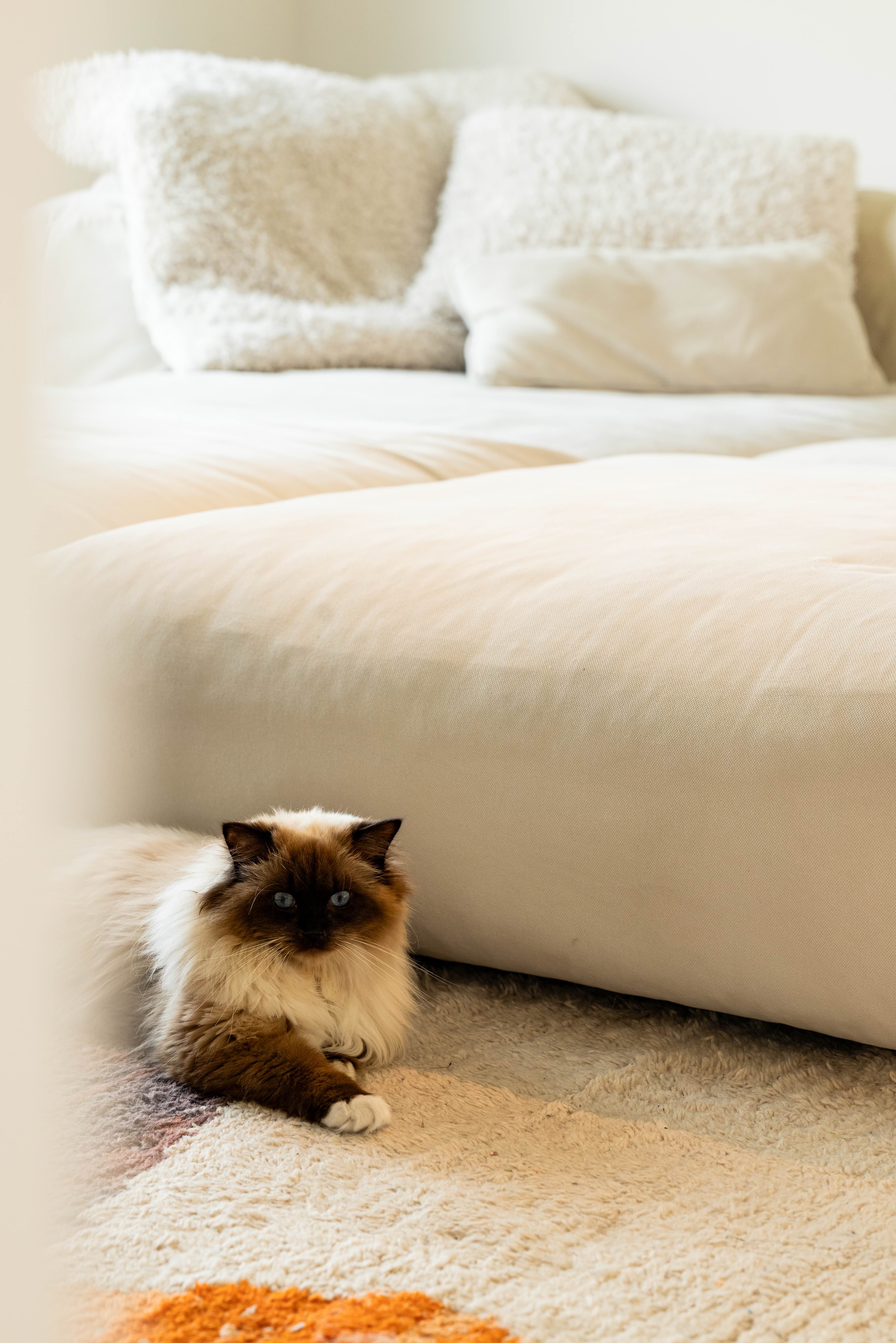 Woonkamer contemporary villa Bachte-Maria-Leerne met PIET-touch - PIET Moodshop