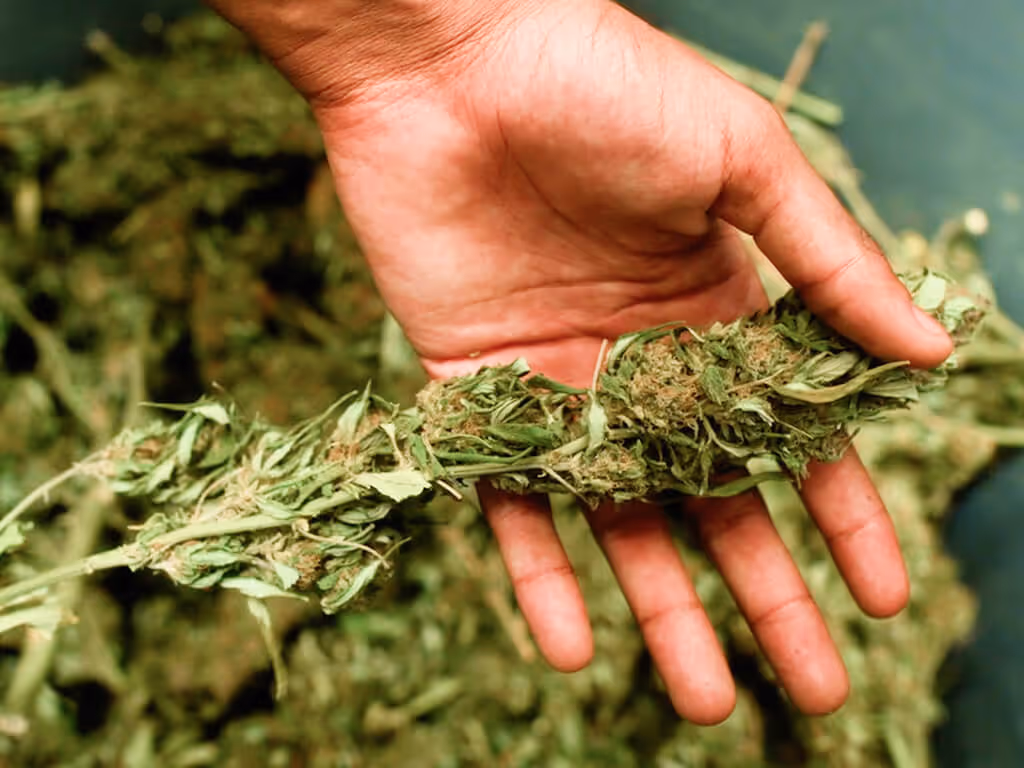 Hand holding a dried hemp plant branch with green leaves and buds.