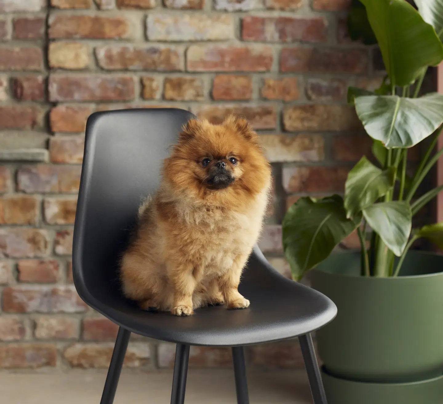 Liten brun pomeranianhund sittende på en svart stol foran en murvegg, med en stor grønn plante i en potte ved siden av.