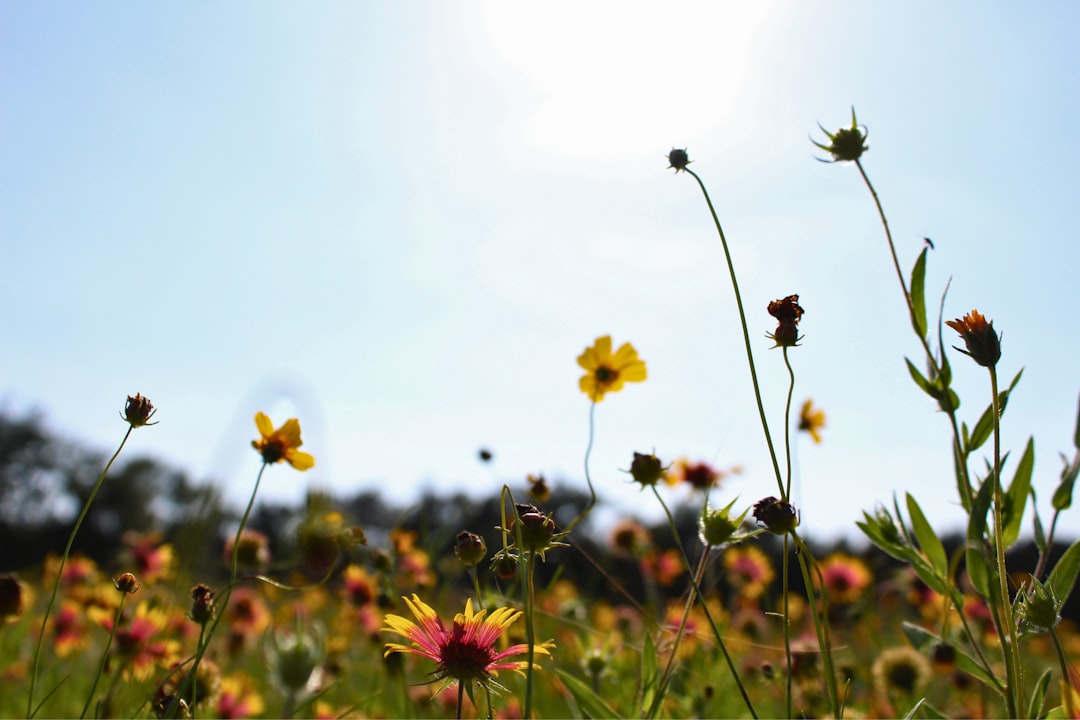 How Texas Pollen and Humidity Affect Indoor Air Quality