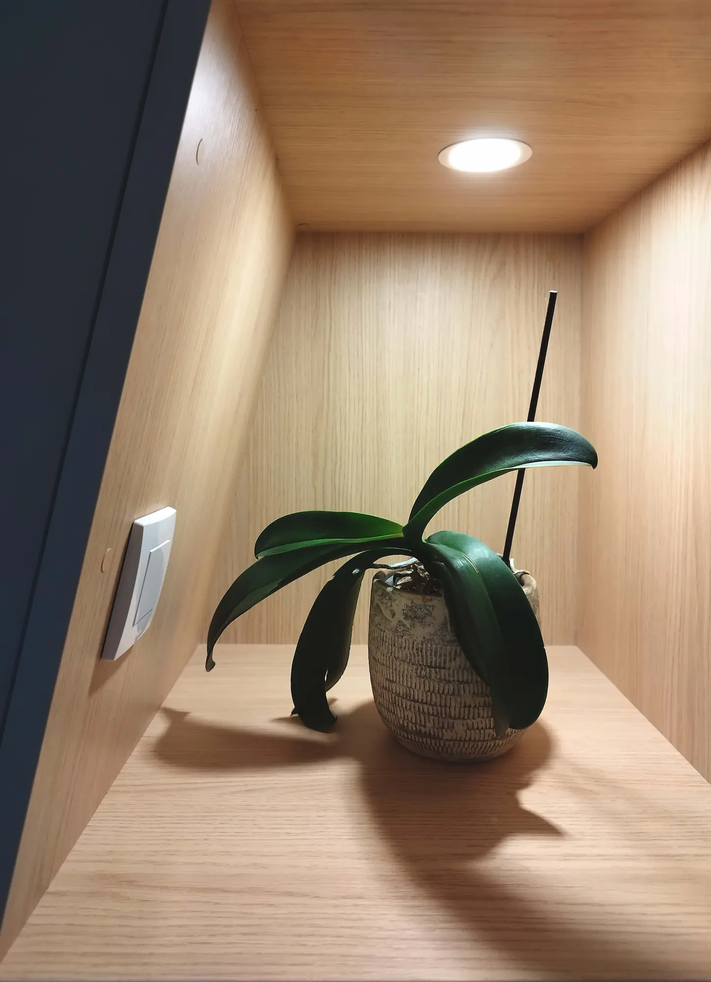 Niche lumineuse mettant en valeur une plante verte, création Jiwa.A.