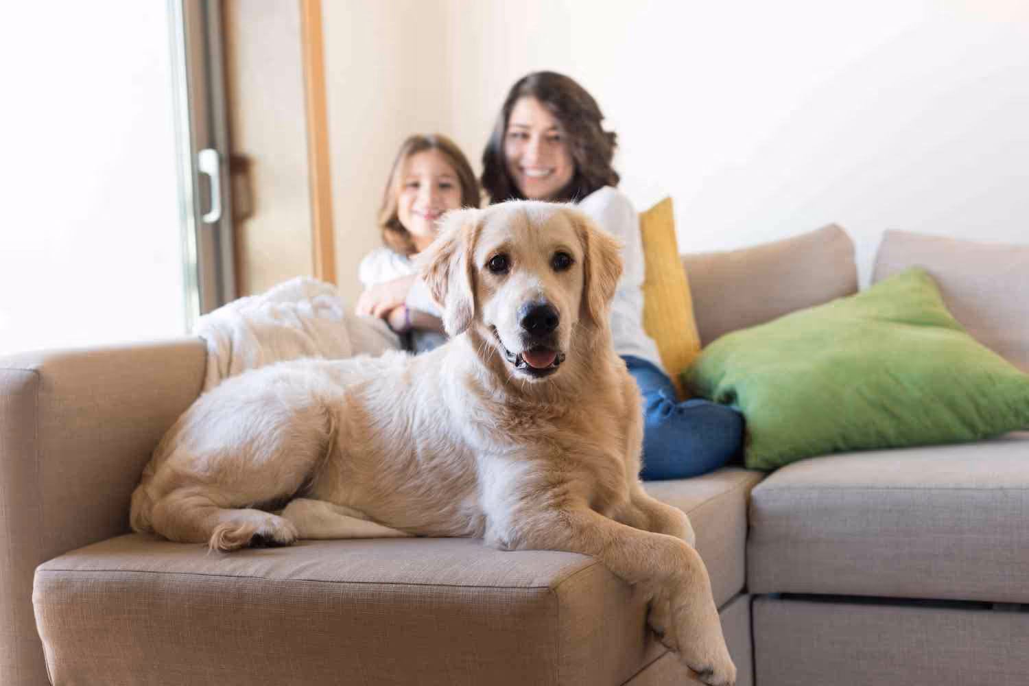 Is schade veroorzaakt door jouw huisdier goed verzekerd?