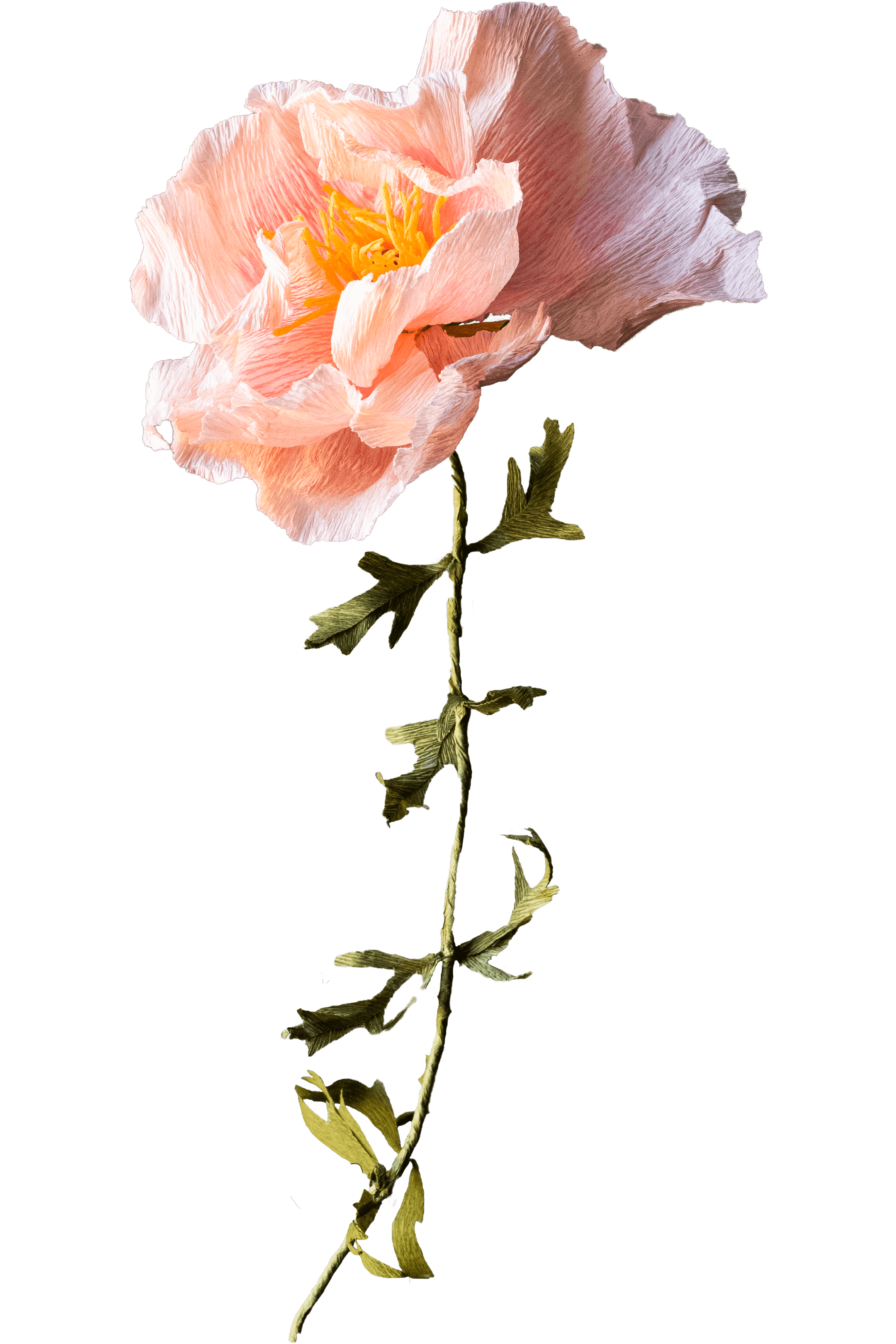 Pink poppy made of paper by Francisca Snel.