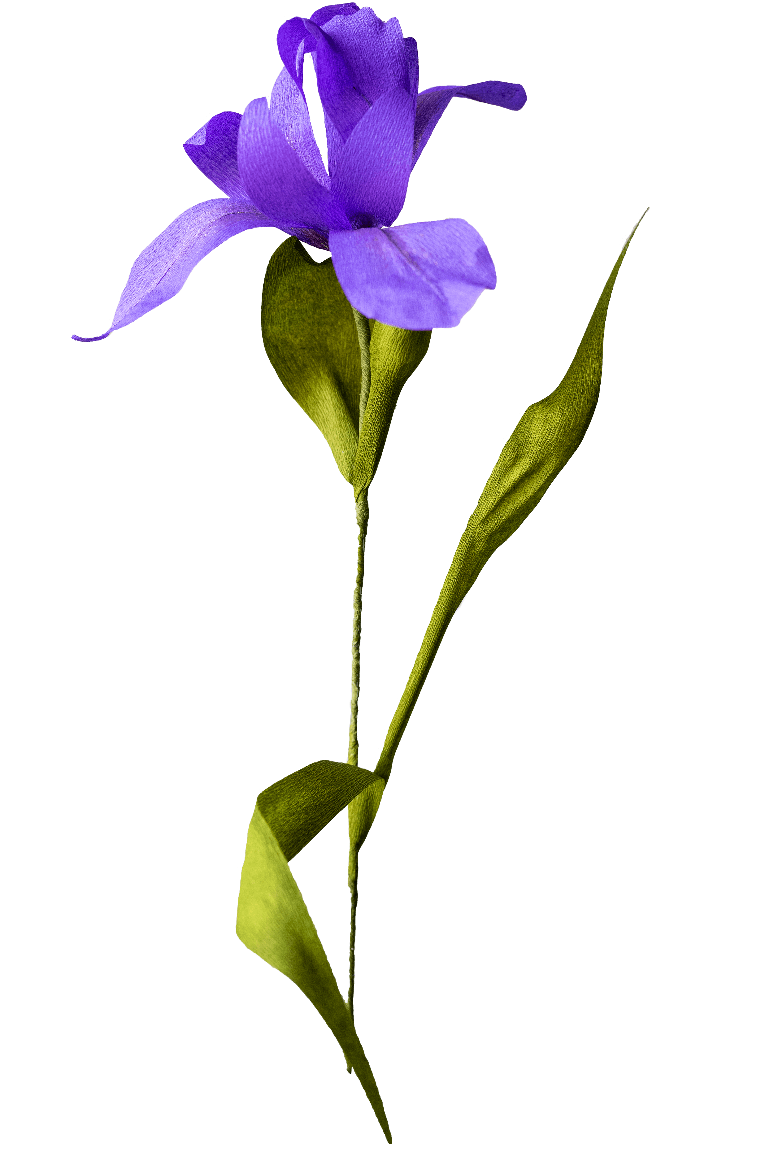 Purple Iris made of paper by Francisca Snel.