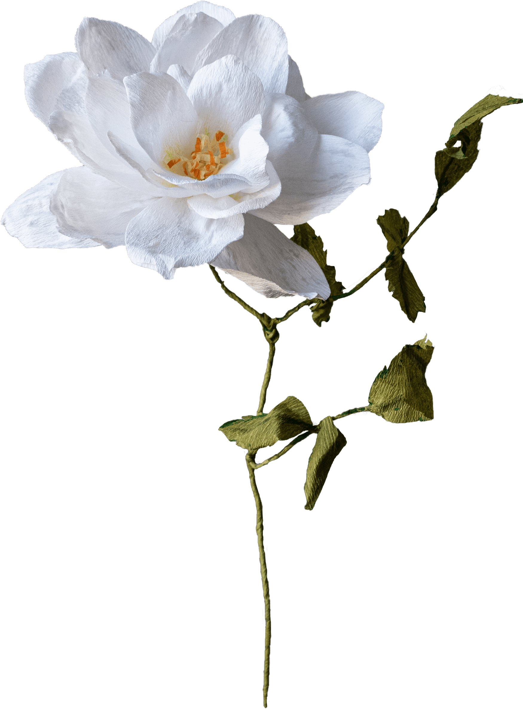 White rose made of paper by Francisca Snel.