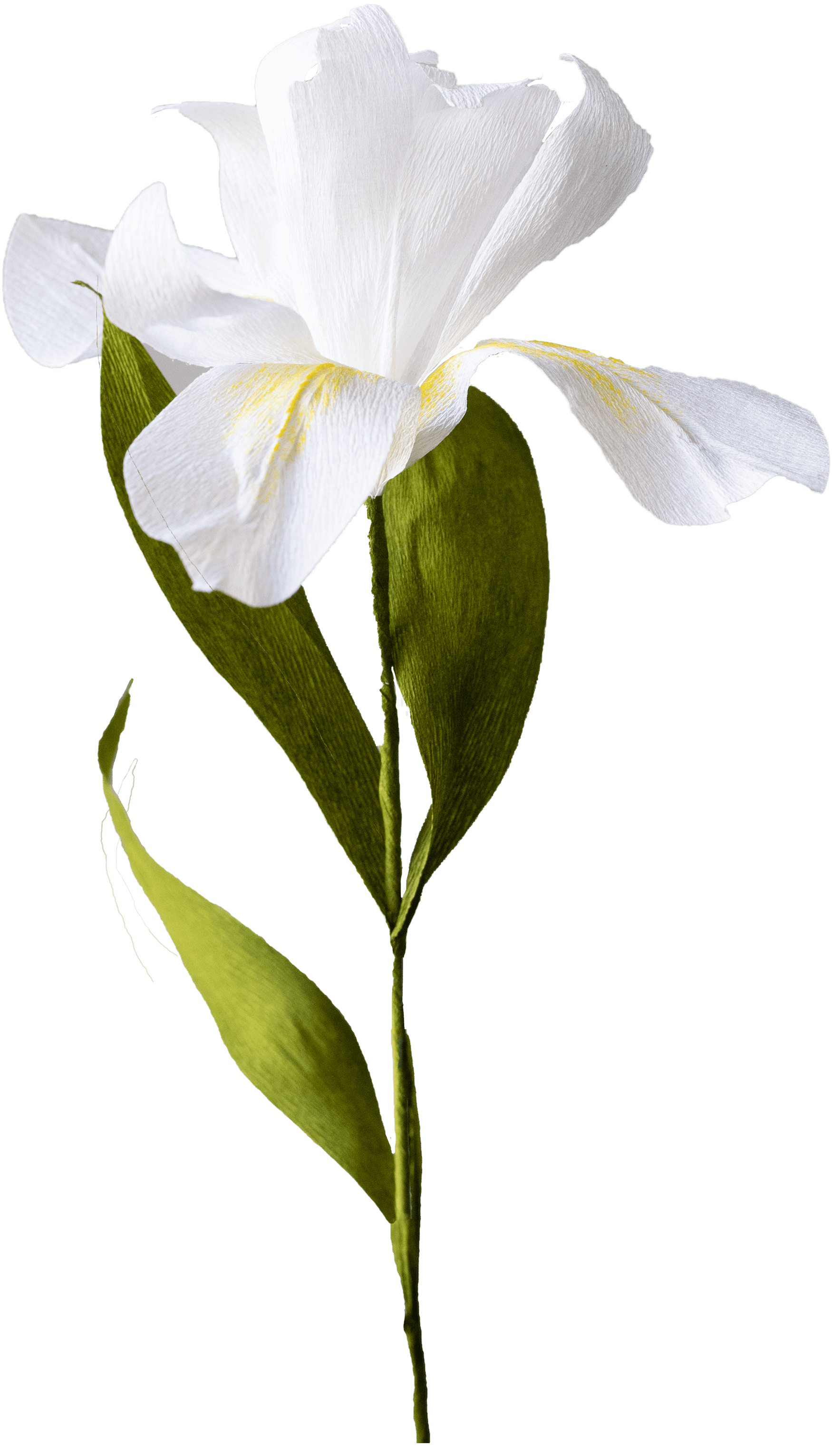 White Iris made of paper by Francisca Snel.