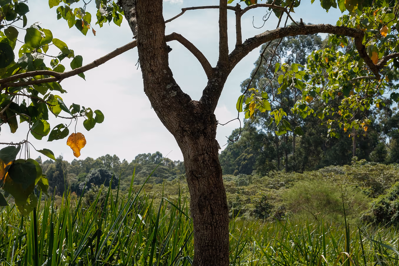 A tree trunk in the foreground with green and a few yellow leaves, tall grass, and dense forest in the background under a partly cloudy sky.