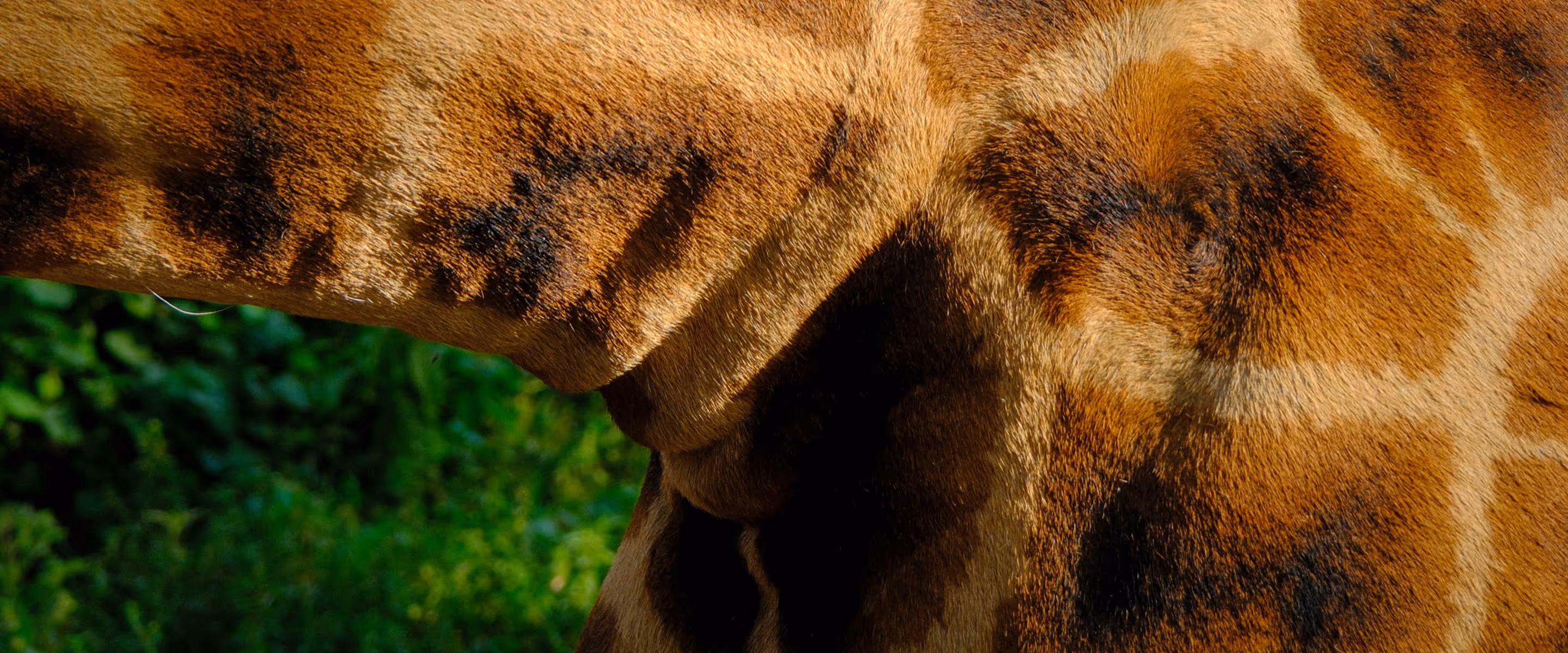 Close-up of a giraffe's patterned fur with green foliage blurred in the background in Maasai Mara, Kenya.