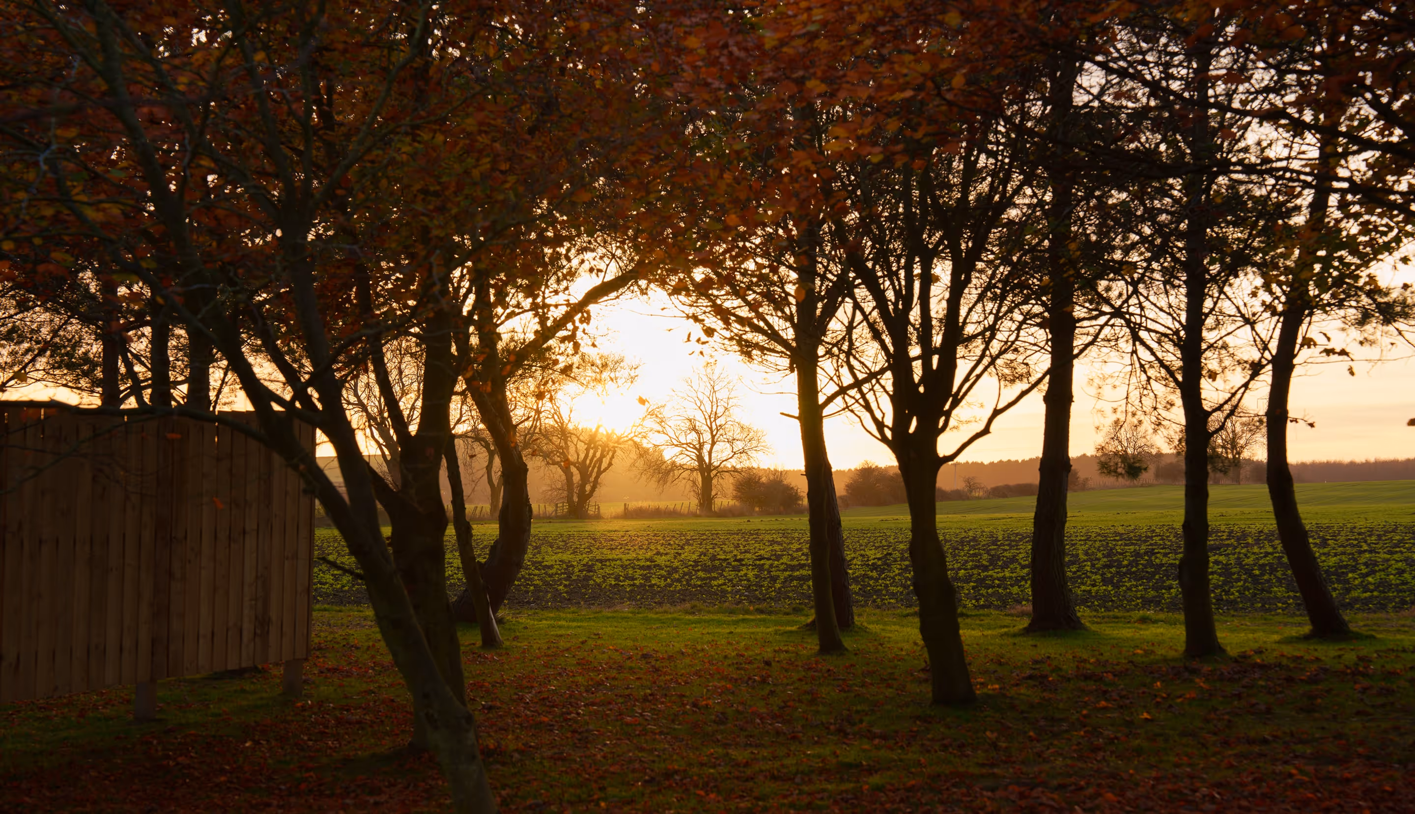 Sunset shining through a group of trees with autumn leaves and a wooden shed on a grassy field.