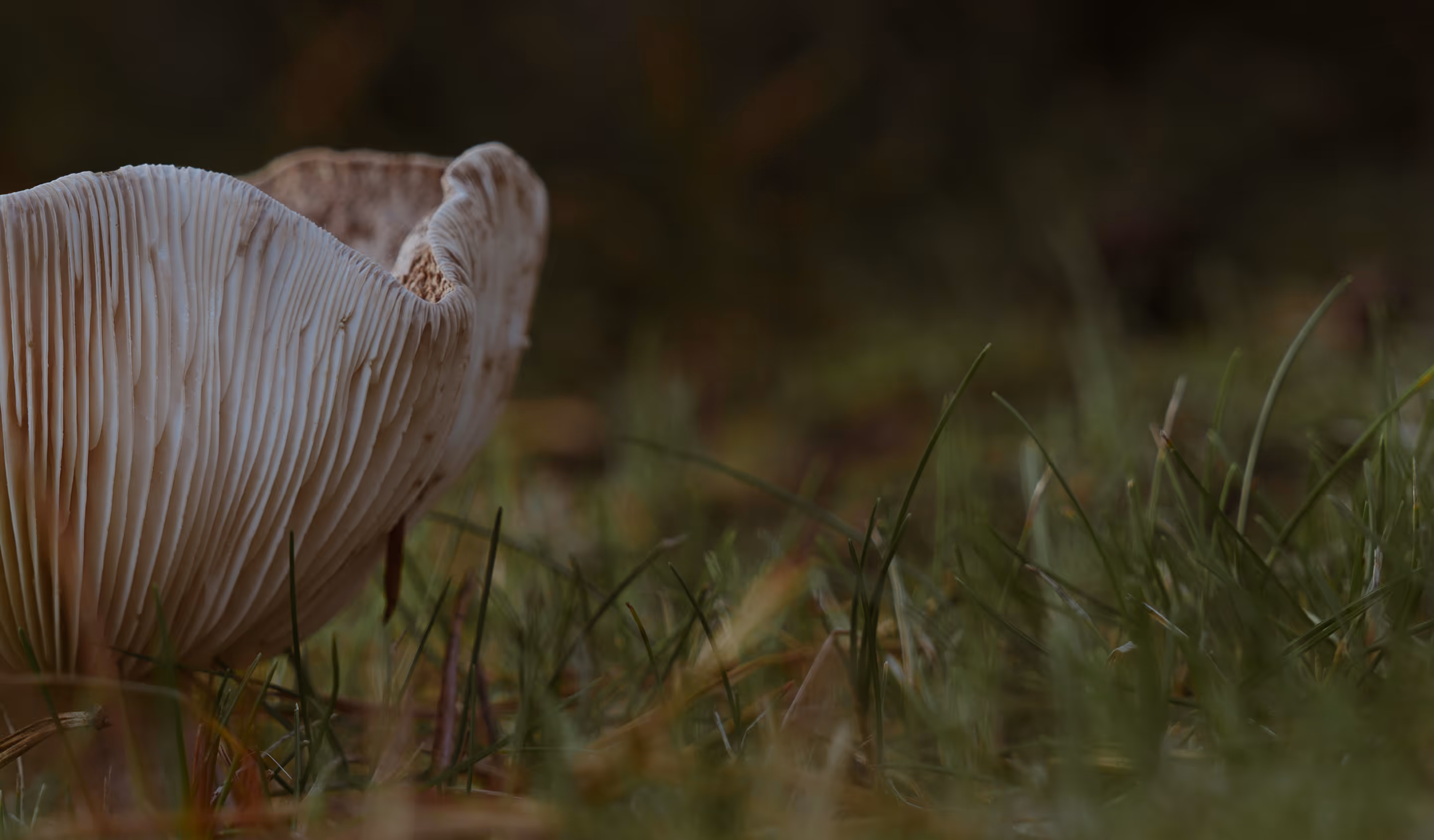 Mushroom growing in field