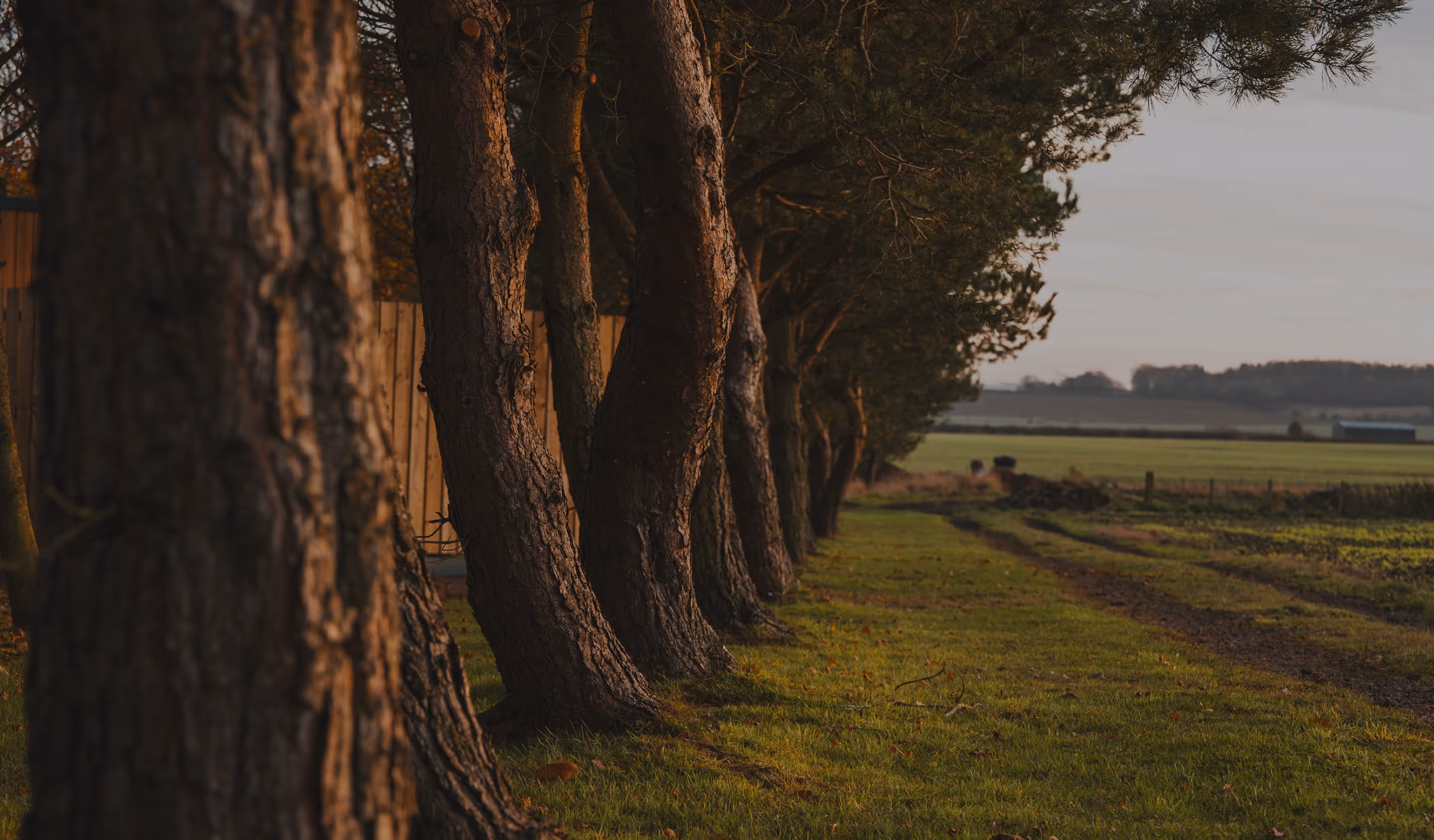 Vallum Trees on edge of field