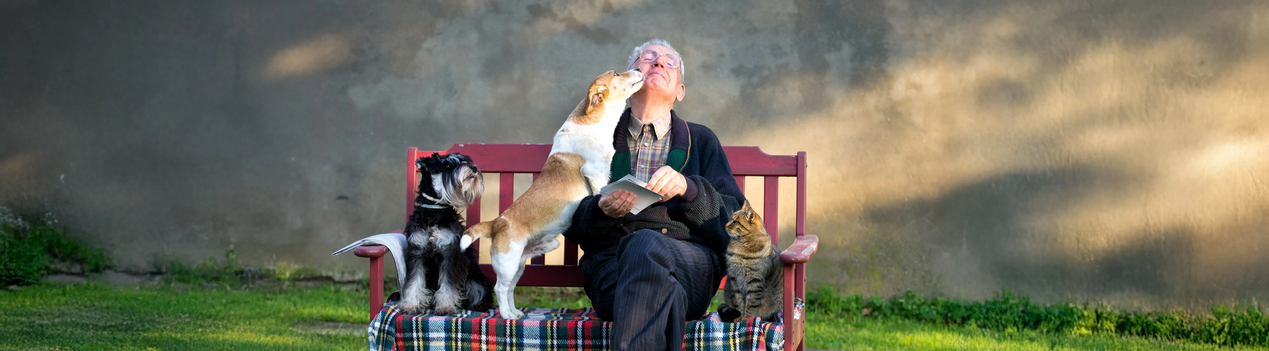 Senior man sitting on a bench outdoors with two dogs and a cat, one dog licking his face.