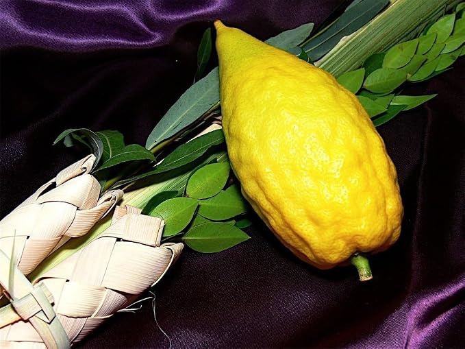 Lulav and etrog set