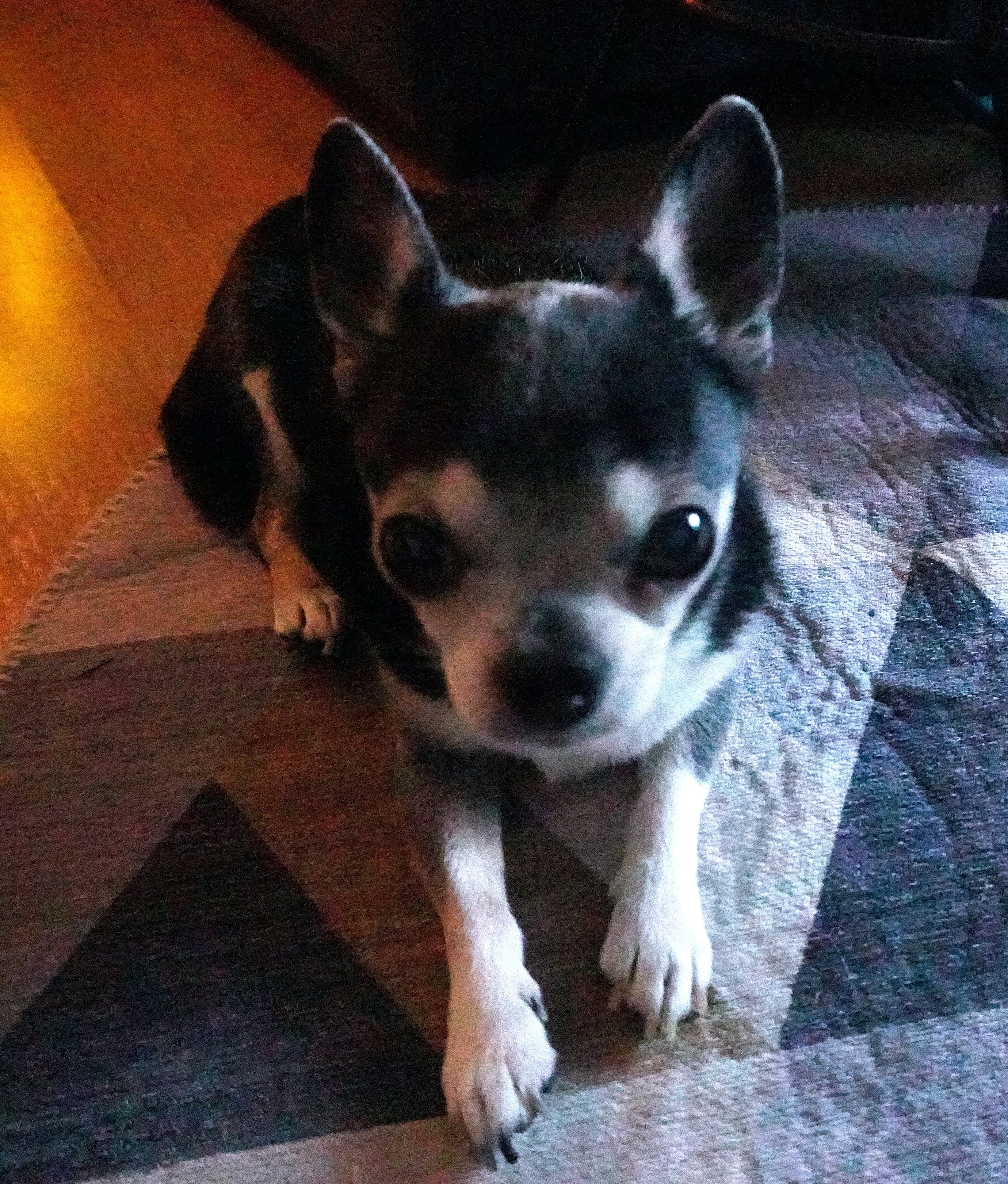 Har du kjæledyr, er det lurt å lese dette