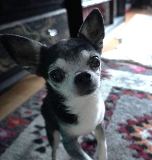 Slik tar du vare på dyrene på Nyttårsaften