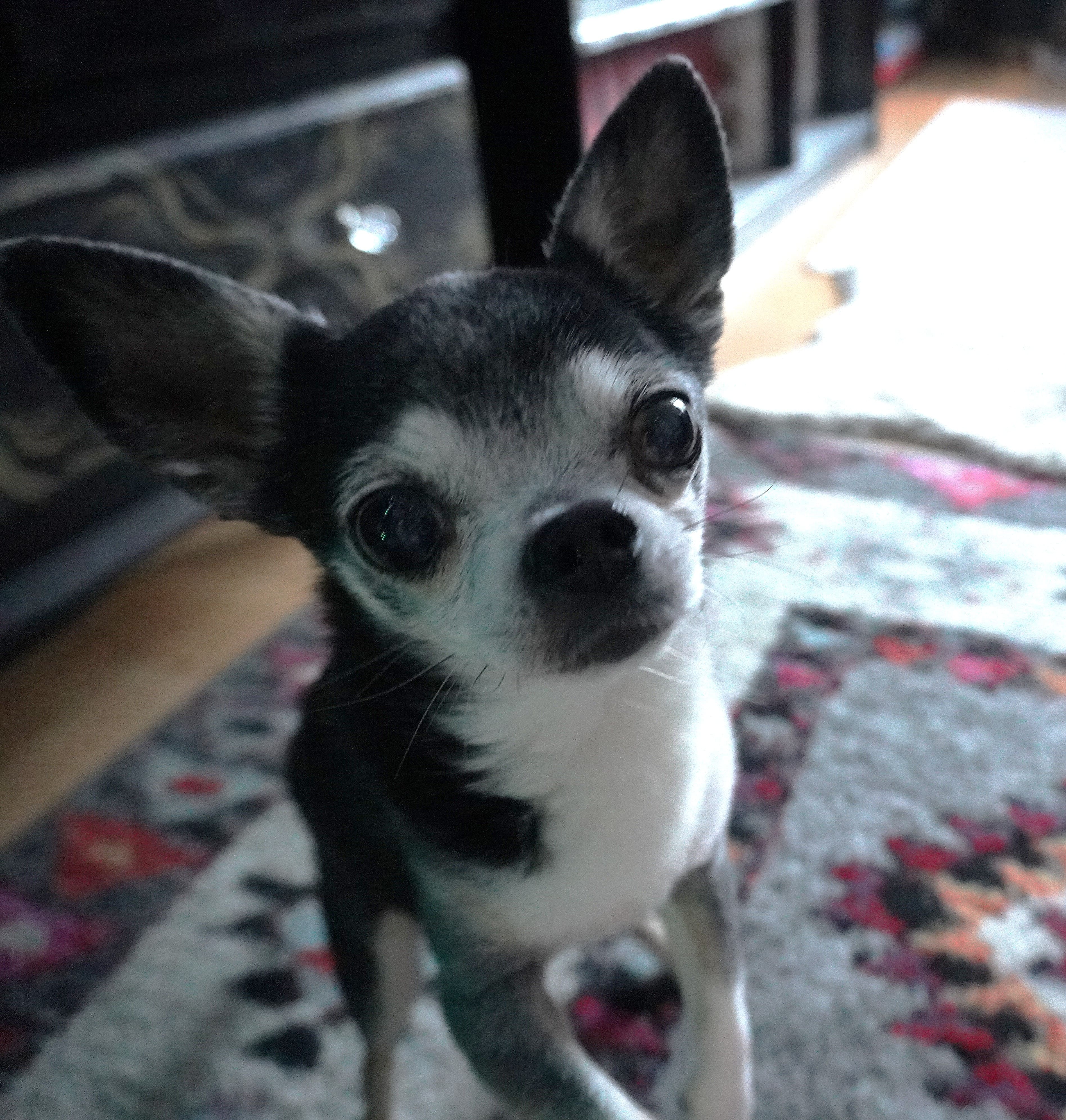 Slik tar du vare på dyrene på Nyttårsaften