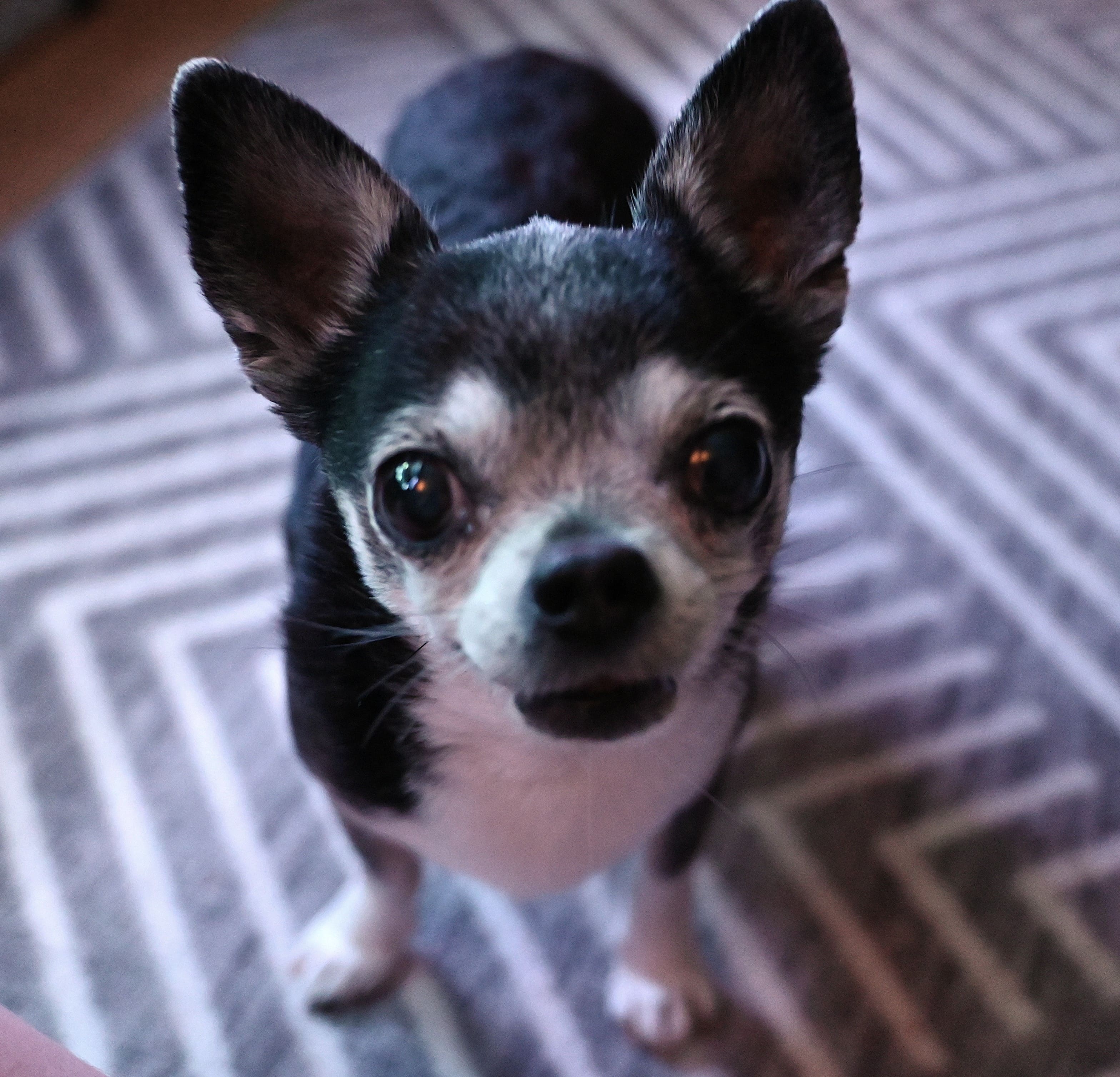 Som hund og katt, et navn må man jo ha