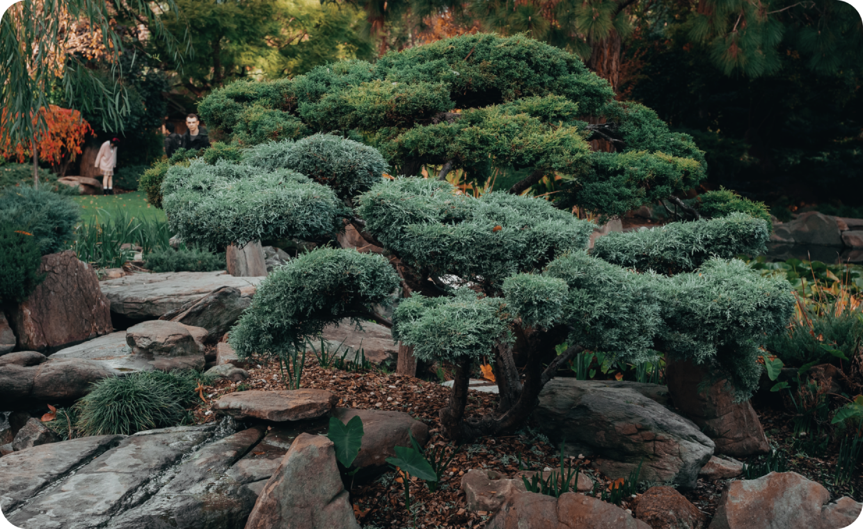A manicured bonsai tree surrounded by rocks and greenery in a peaceful garden.
