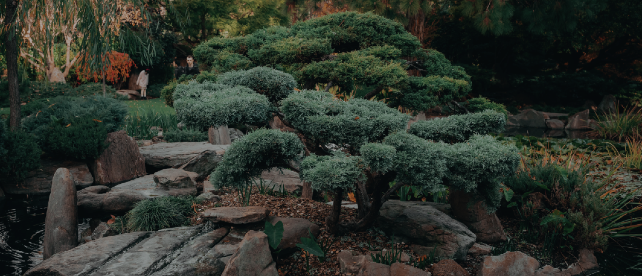 Japanese garden with sculpted pine tree, rocks, and a small pond surrounded by lush greenery.