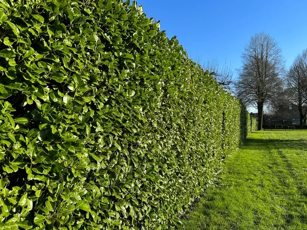 Long, neatly trimmed cherry laurel hedge with green leaves along a grassy area under a clear blue sky.