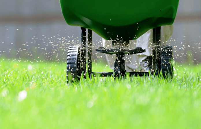 Close-up of a green fertilizer spreader releasing granules onto a green lawn.