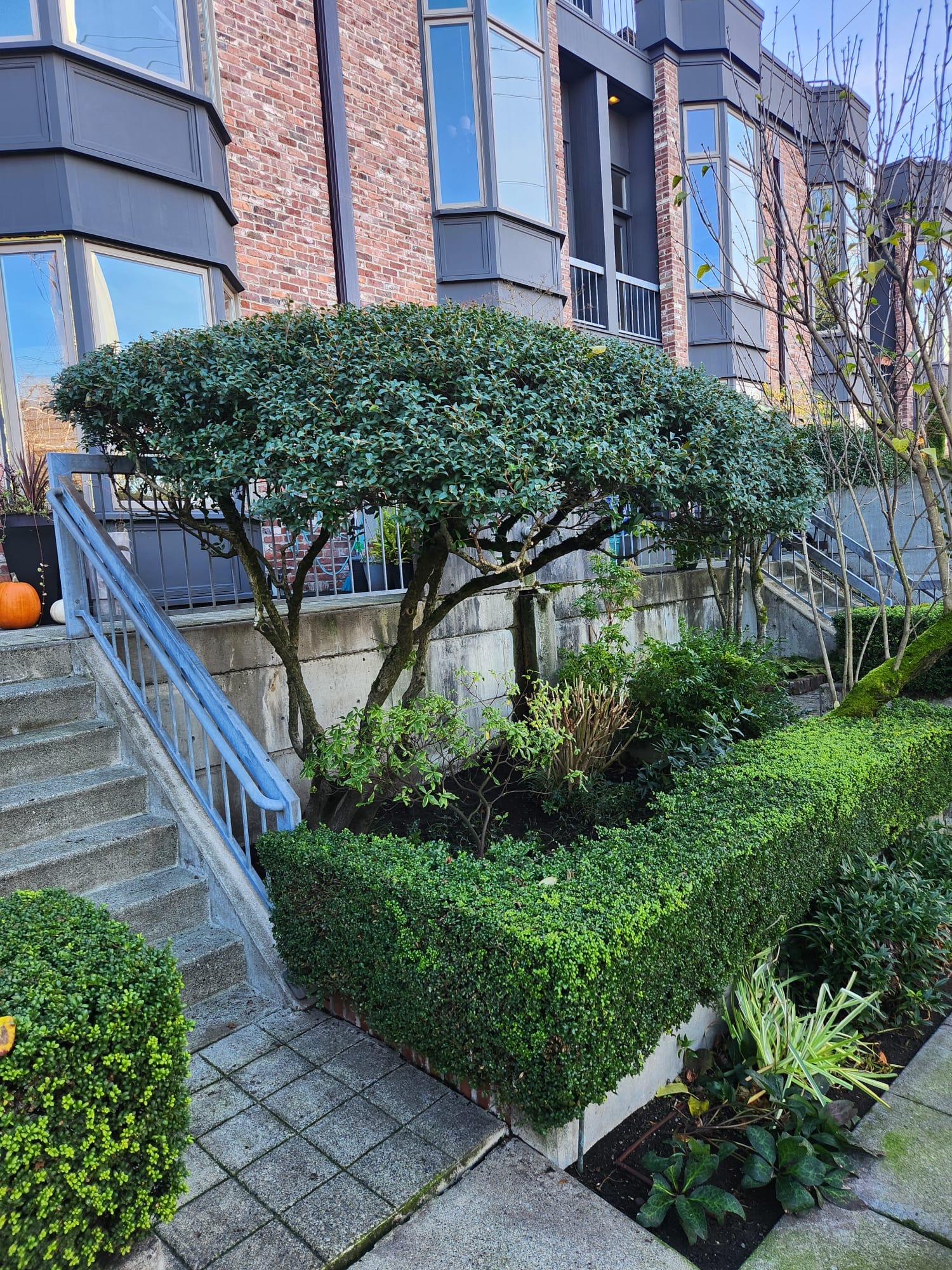 Neatly trimmed shrub with a rounded top and a dense hedge border in front of brick residential buildings with stairs and railings.