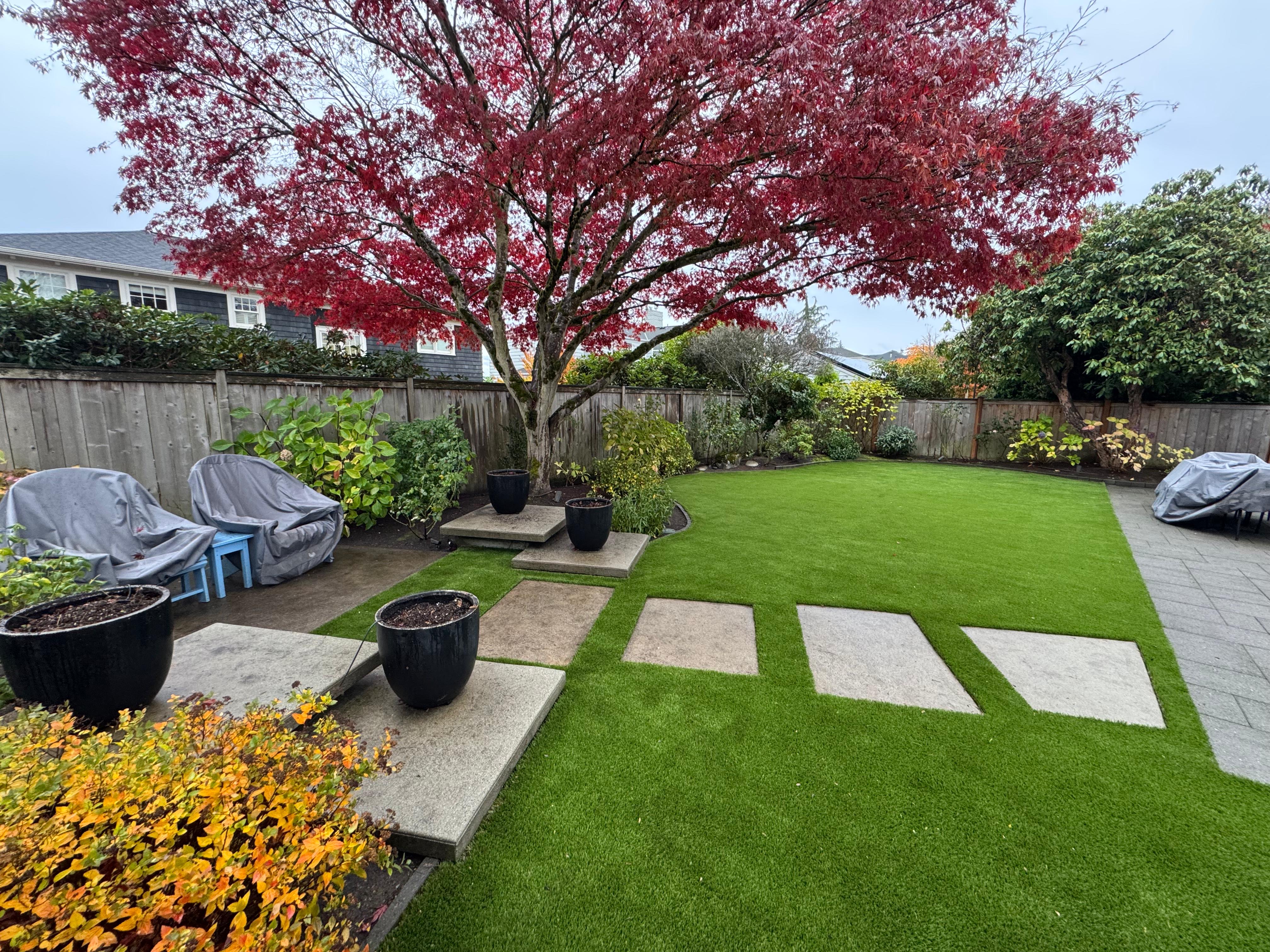 Backyard with bright red-leafed tree, green lawn, concrete stepping stones, covered chairs, and potted plants.