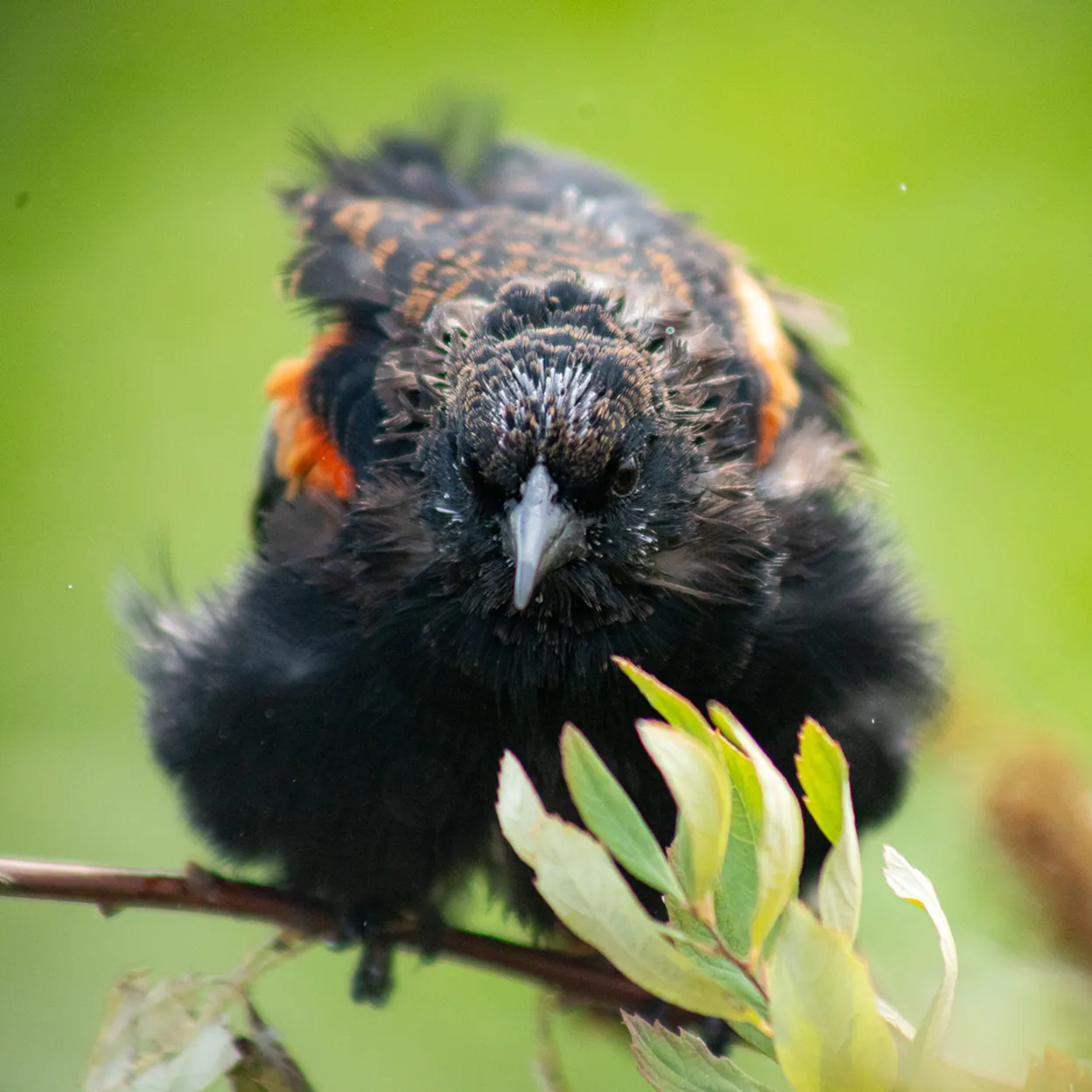 A bird on a branch.