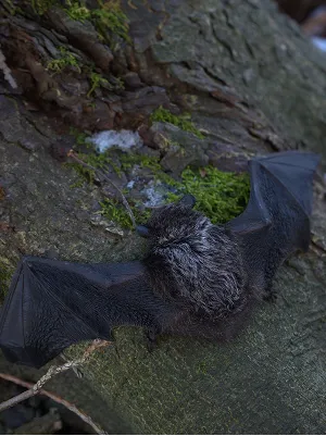 A bat on a tree.