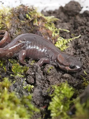 A salamander on the ground.