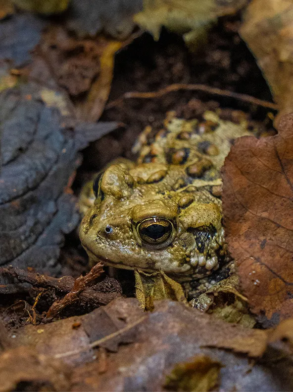 A frog sitting in fallen leaves.