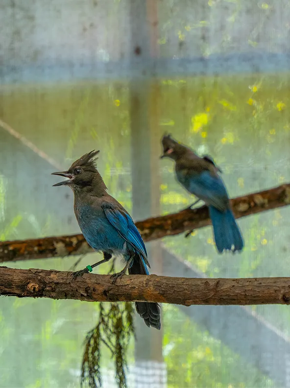 Two Steller's Jays sitting in a tree.