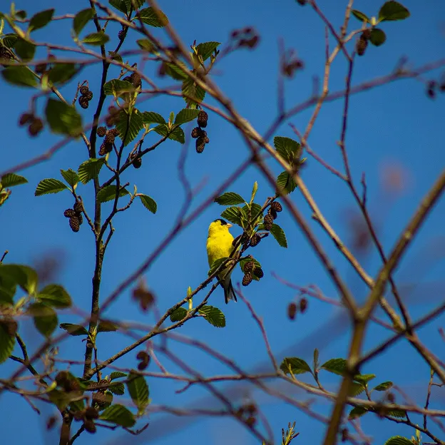 A bright yellow bird in a tree.