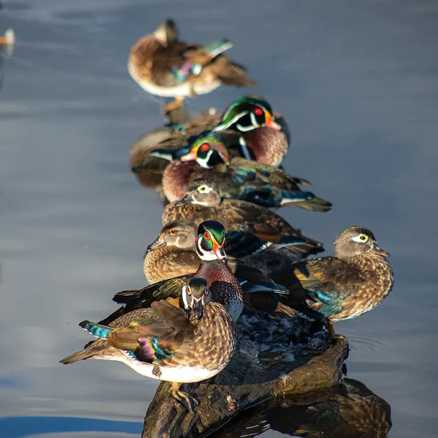 A row of ducks on a log.