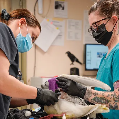 Staff working on a bird.