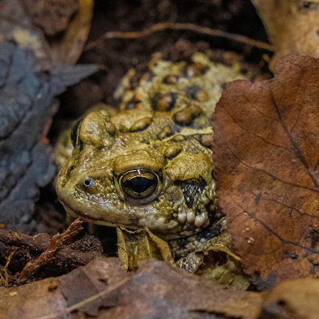 A frog on leaves.