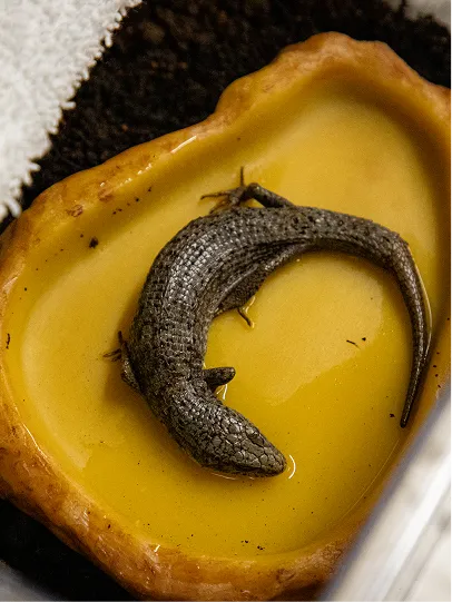 A lizard in a dish with some water.