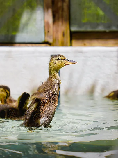 A duckling in a pool.