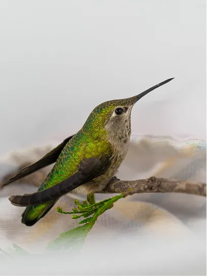 A hummingbird in a bucket.