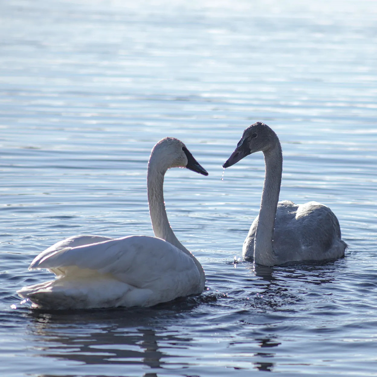A pair of swans on a lake.