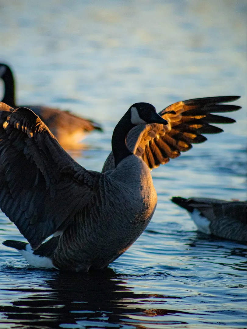 Geese on a body of water
