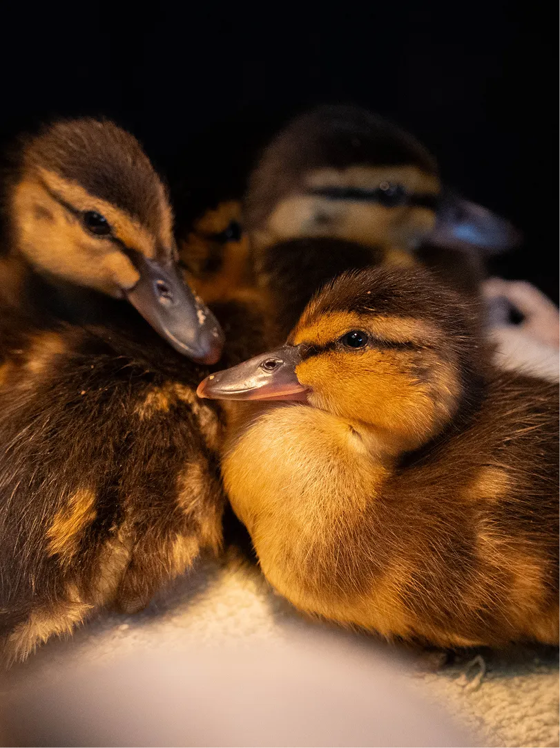 A couple of ducklings on a table