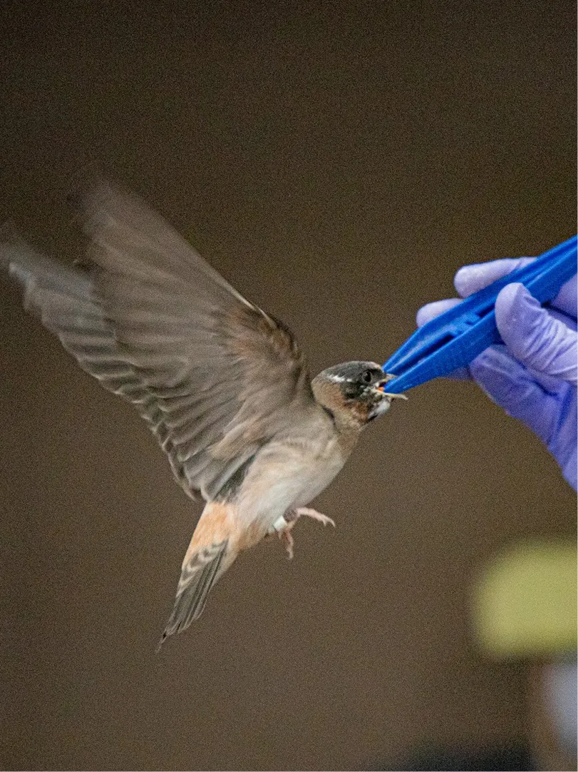 A bird being fed by staff