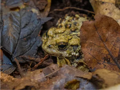 A frog in leaves